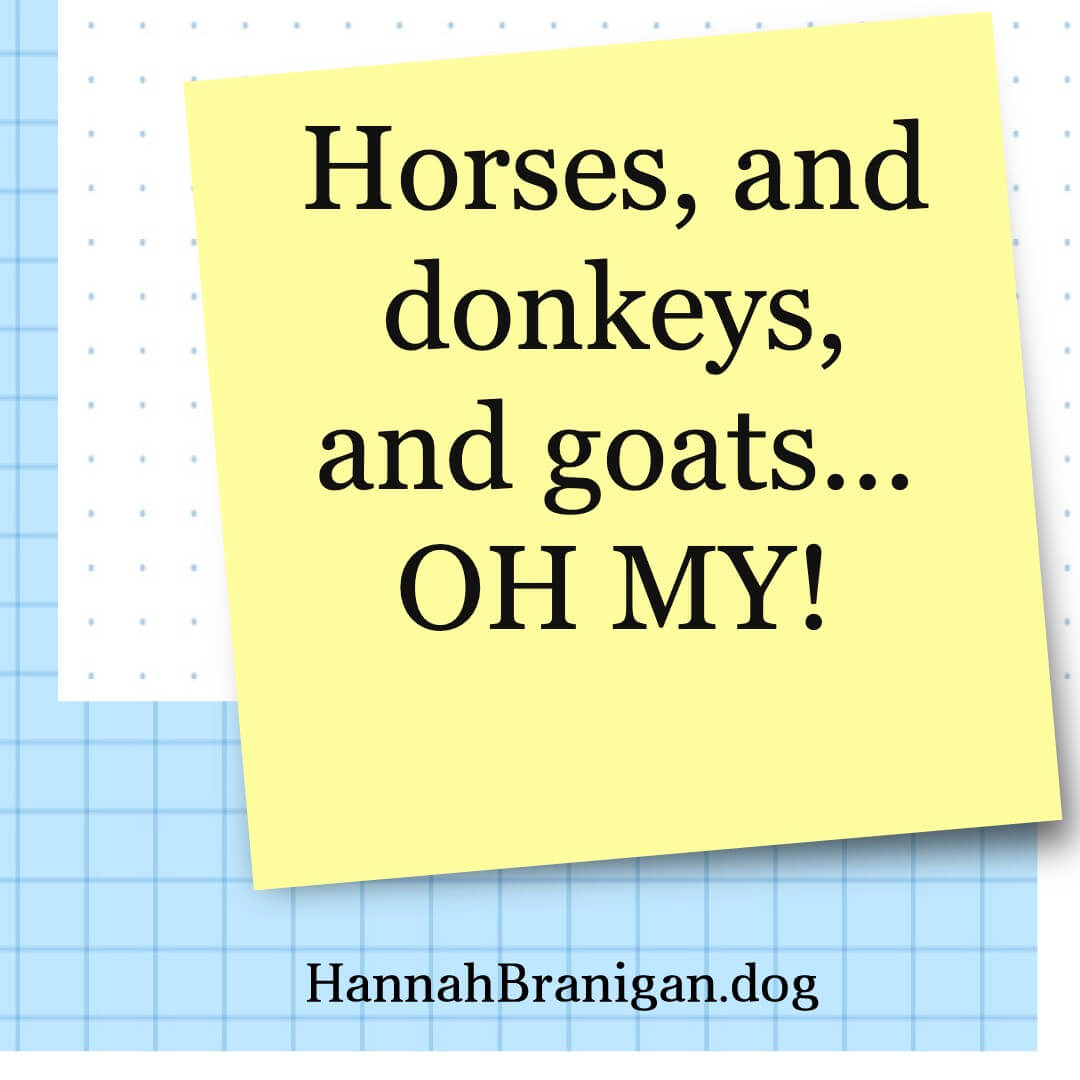 Horses, and donkeys, and goats… OH MY!