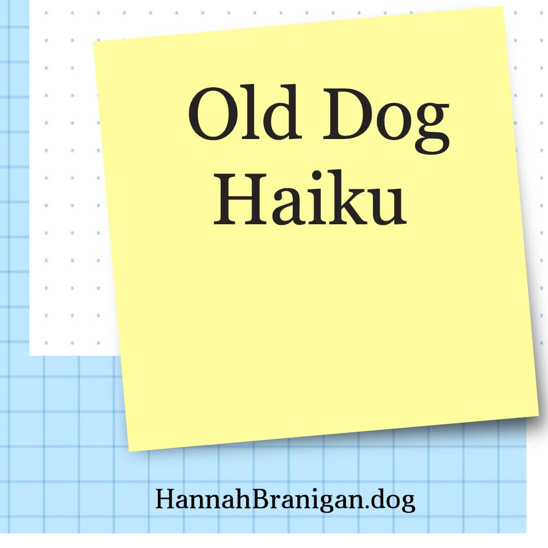 Old Dog Haiku